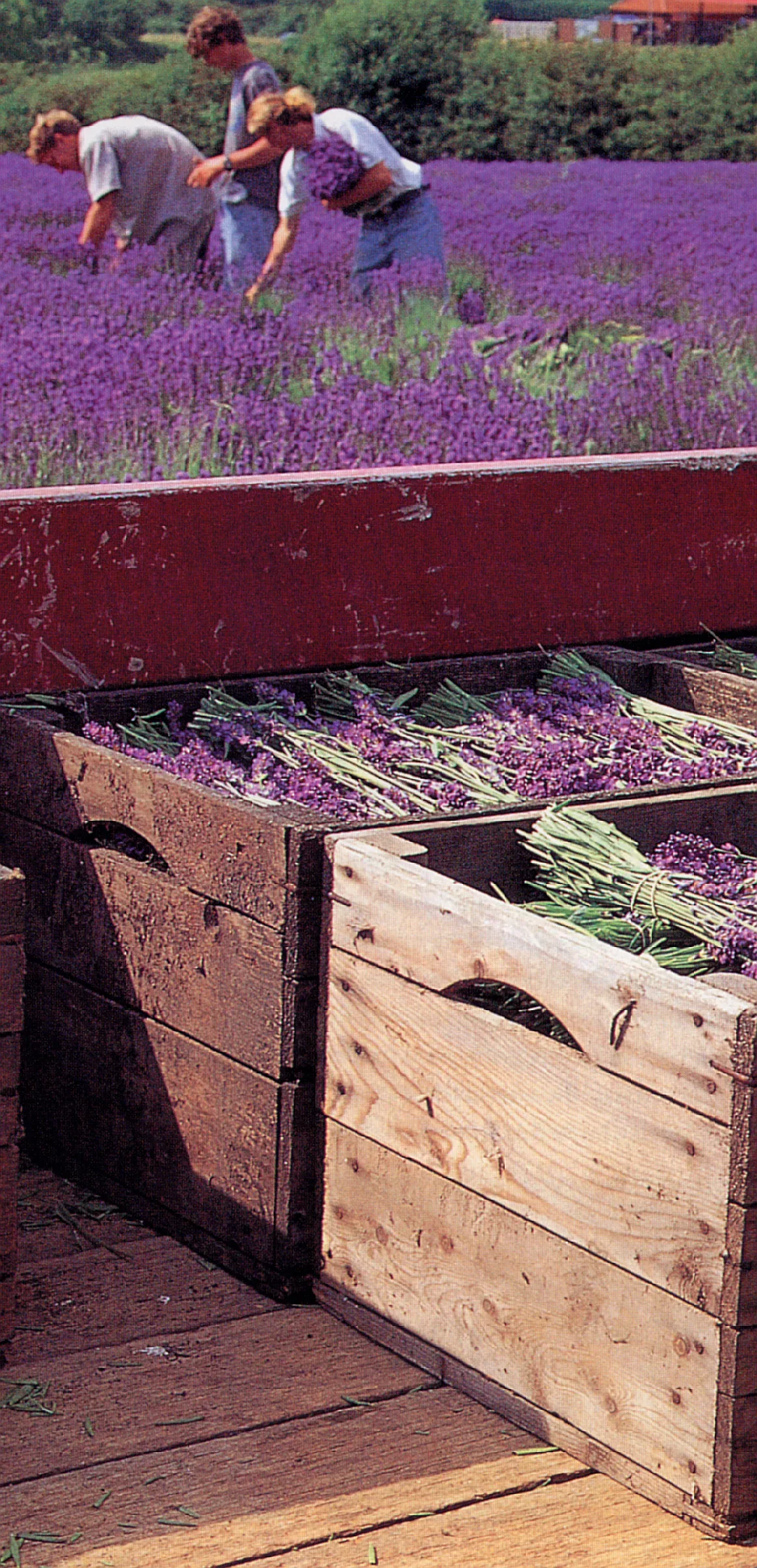 LAVENDER